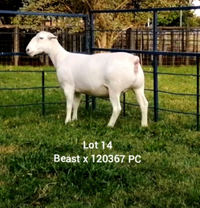 LOT 14 1X WHITE DORPER EWE Larry Snyders TYPE 5