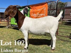 1X BOER GOAT DOE COMMERCIAL COLOUR