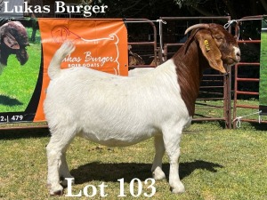 1X BOER GOAT DOE COMMERCIAL TEATS