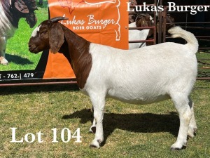 1X BOER GOAT DOE COMMERCIAL COLOUR TEATS