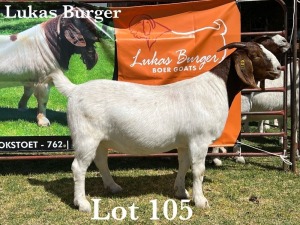 1X BOER GOAT DOE COMMERCIAL COLOUR