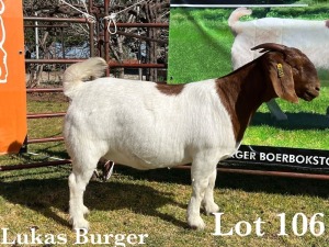 1X BOER GOAT DOE COMMERCIAL COLOUR