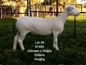 LOT 39 1X WHITE DORPER EWE Larry Snyders TYPE 5