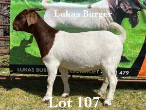 1X BOER GOAT DOE COMMERCIAL TEATS