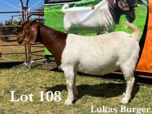 1X BOER GOAT DOE STUD