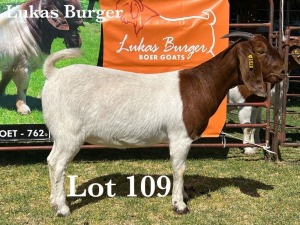 1X BOER GOAT DOE COMMERCIAL COLOUR