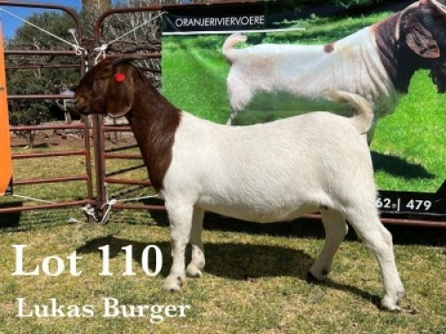 1X BOER GOAT DOE COMMERCIAL COLOUR TEATS
