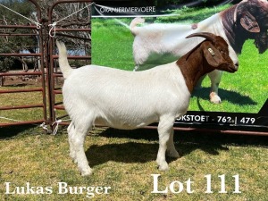 1X BOER GOAT DOE COMMERCIAL TEATS