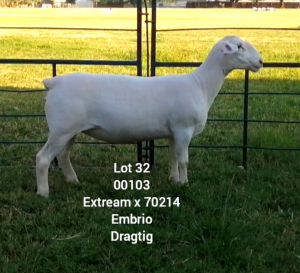 LOT 32 1X WHITE DORPER EWE Larry Snyders TYPE 5