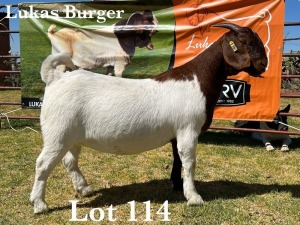 1X BOER GOAT DOE COMMERCIAL COLOUR