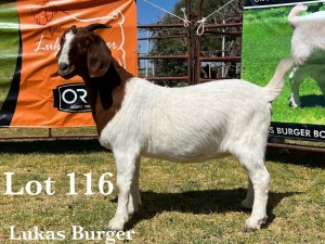 1X BOER GOAT DOE COMMERCIAL TEATS