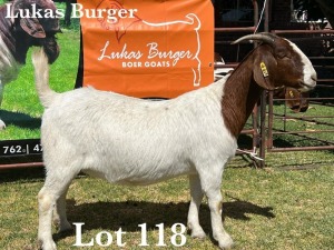 1X BOER GOAT DOE STUD