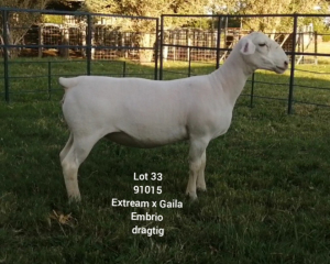 LOT 33 1X DORPER EWE Larry Snyders FLOCK