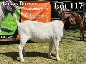 1X BOER GOAT DOE COMMERCIAL TEATS