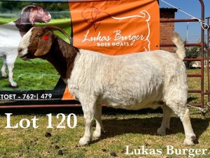 1X BOER GOAT DOE STUD