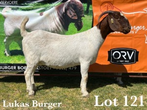 1X BOER GOAT DOE STUD