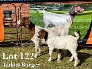 1X BOER GOAT DOE COMMERCIAL COLOUR