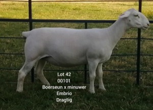 LOT 42 1X WHITE DORPER EWE Larry Snyders TYPE 5