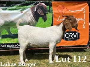 1X BOER GOAT DOE STUD