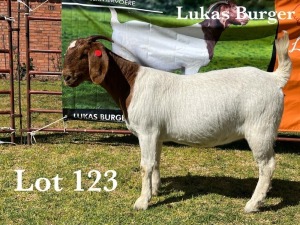 1X BOER GOAT DOE STUD