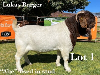 1X BOER GOAT BUCK COMMERCIAL TEATS