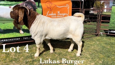 1X BOER GOAT BUCK STUD