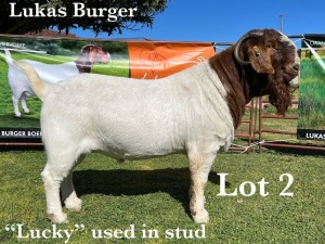 1X BOER GOAT BUCK STUD