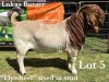 1X BOER GOAT BUCK COMMERCIAL COLOUR