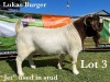 1X BOER GOAT BUCK STUD