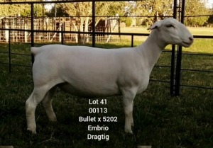 LOT 41 1X WHITE DORPER EWE Larry Snyders TYPE 5