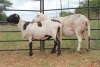 LOT 125 2X MEATMASTER OOIE/EWE KLIPPUT MEATMASTERS(PER STUK OM LOT TE NEEM/PER PIECE TO TAKE THE LOT)