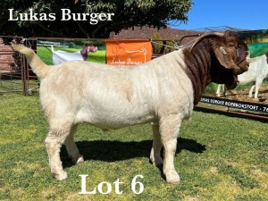 1X BOER GOAT BUCK STUD