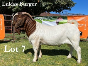 1X BOER GOAT BUCK STUD