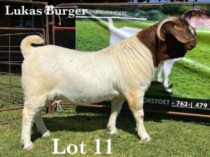 1X BOER GOAT BUCK STUD