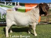 1X BOER GOAT BUCK COMMERCIAL TEATS