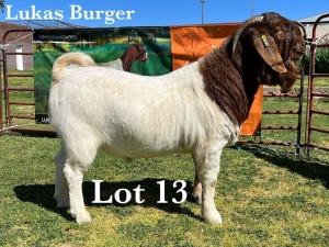 1X BOER GOAT BUCK STUD