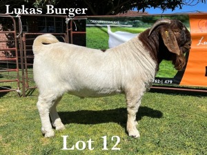 WITHDRAW - 1X BOER GOAT BUCK