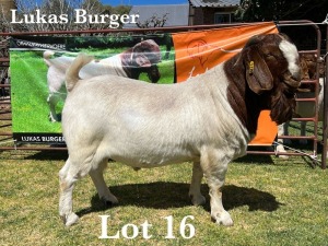 1X BOER GOAT BUCK STUD