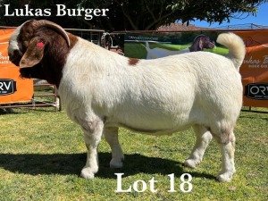 WITHDRAW - 1X BOER GOAT BUCK