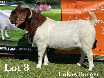 1X BOER GOAT BUCK COMMERCIAL TEATS