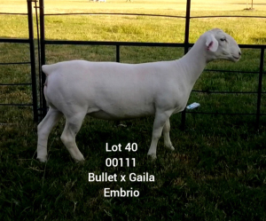 LOT 40 1X WHITE DORPER EWE Larry Snyders TYPE 5