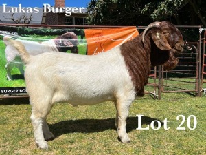 1X BOER GOAT BUCK STUD