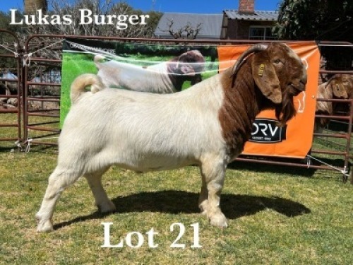 1X BOER GOAT BUCK STUD