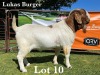 1X BOER GOAT BUCK COMMERCIAL COLOUR TEATS