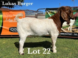 1X BOER GOAT BUCK COMMERCIAL COLOUR TEATS