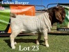 1X BOER GOAT BUCK COMMERCIAL TEATS