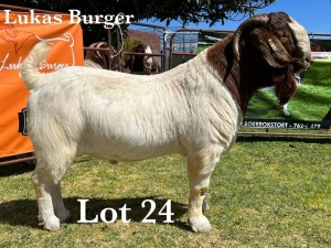 1X BOER GOAT BUCK STUD