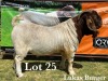 1X BOER GOAT BUCK STUD