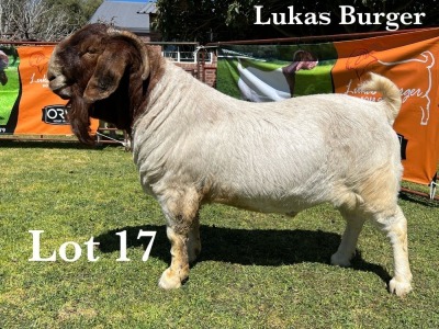 1X BOER GOAT BUCK STUD