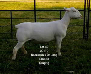 LOT 43 1X WHITE DORPER EWE Larry Snyders TYPE 5